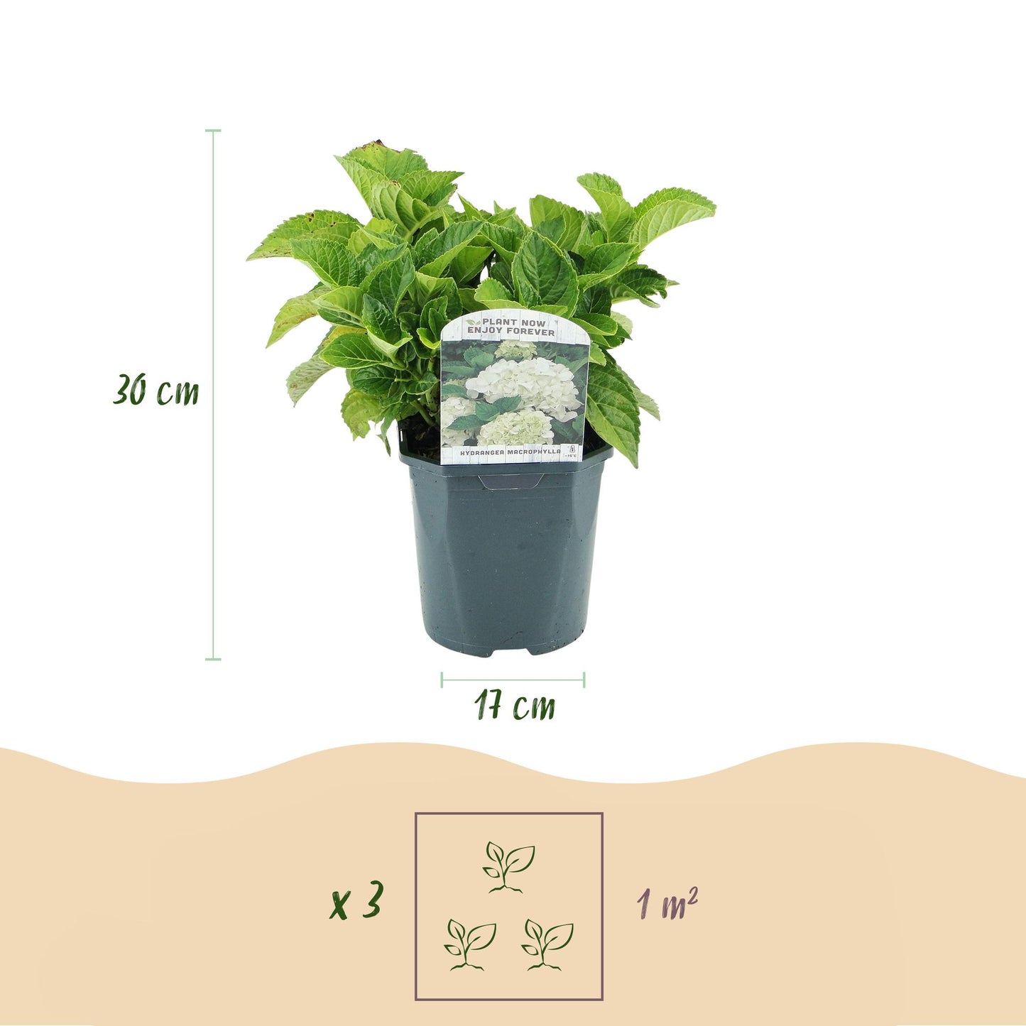 🤍 Hydrangea macrophylla – Witte Hortensia