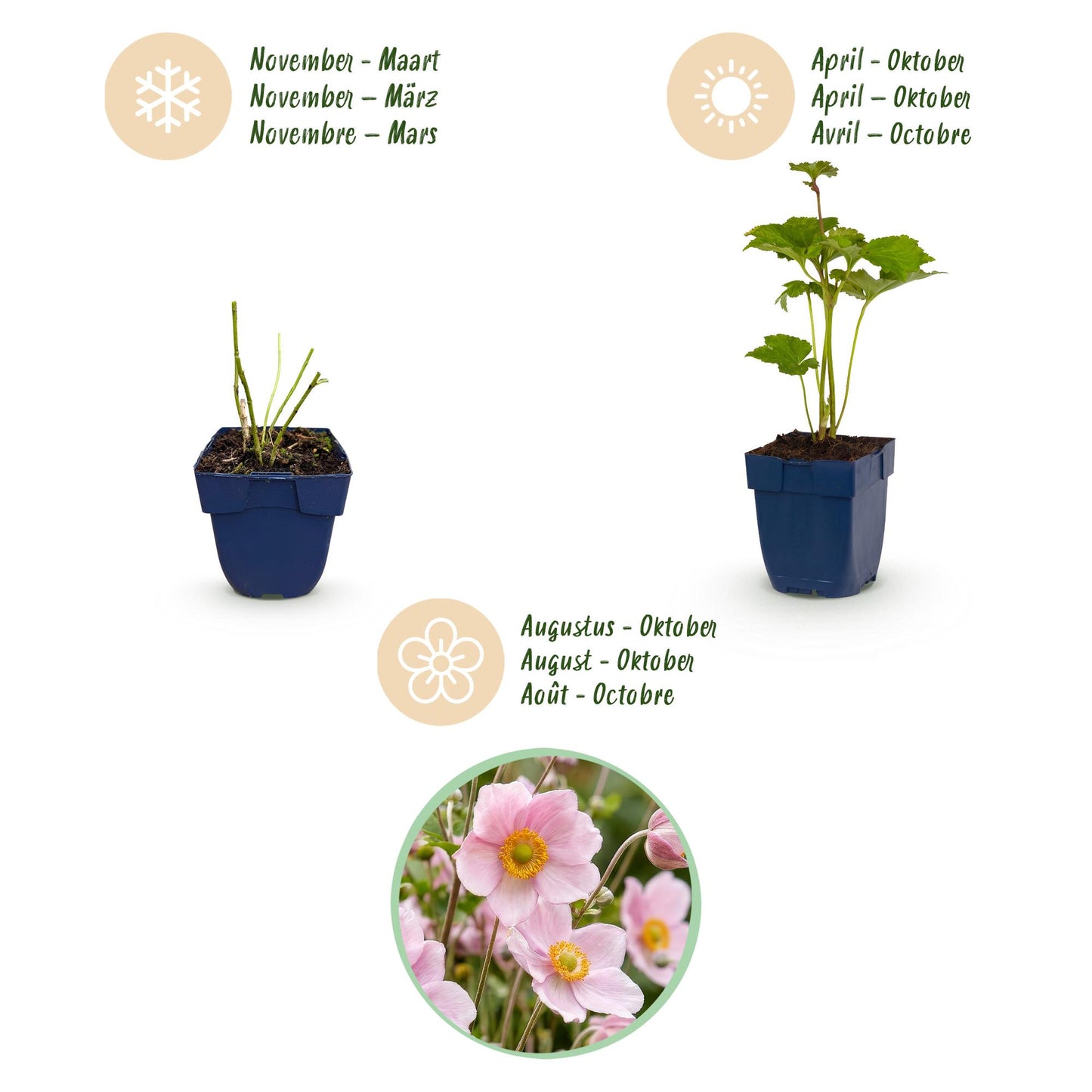 🌿 Anemone × hybrida 'Königin Charlotte' – Herfstanemoon | 3 stuks