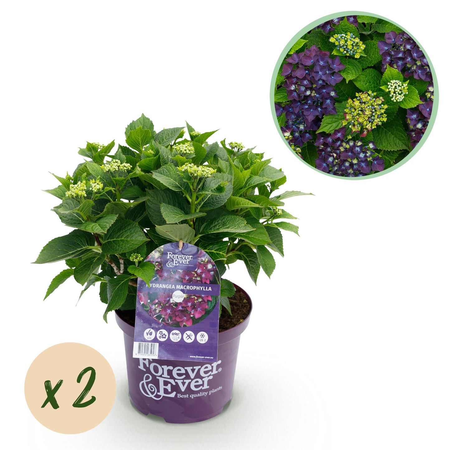 🌸 Hydrangea Forever & Ever Paars – Hortensia | 2 Planten