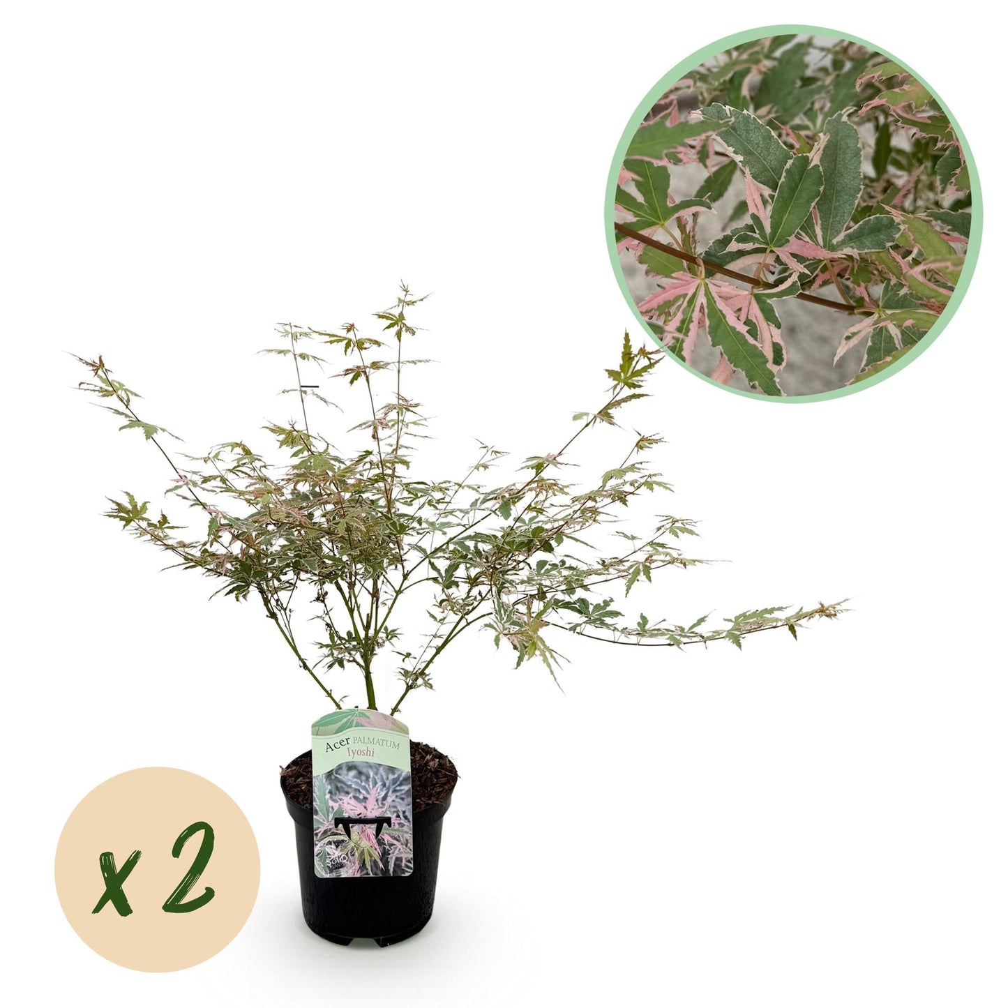 🌳 Acer palmatum ‘Iyoshi’ – Japanse Esdoorn (2 Stuks)