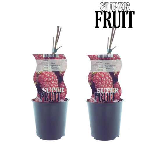 🍇 Rubus ‘Tayberry’ – Taybes (2 Stuks)