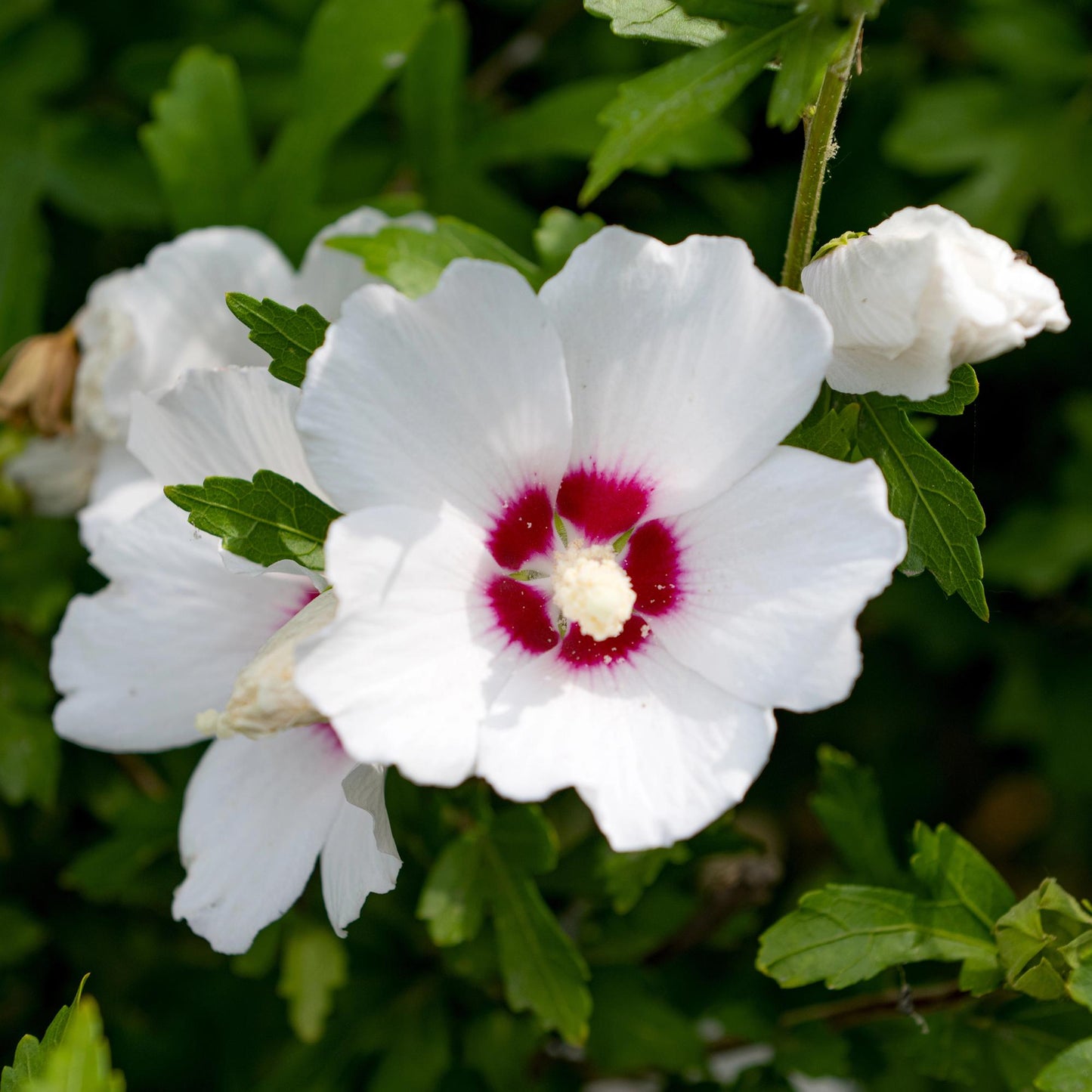 🤍 Hibiscus syriacus ‘Red Heart’ – Hibiscus