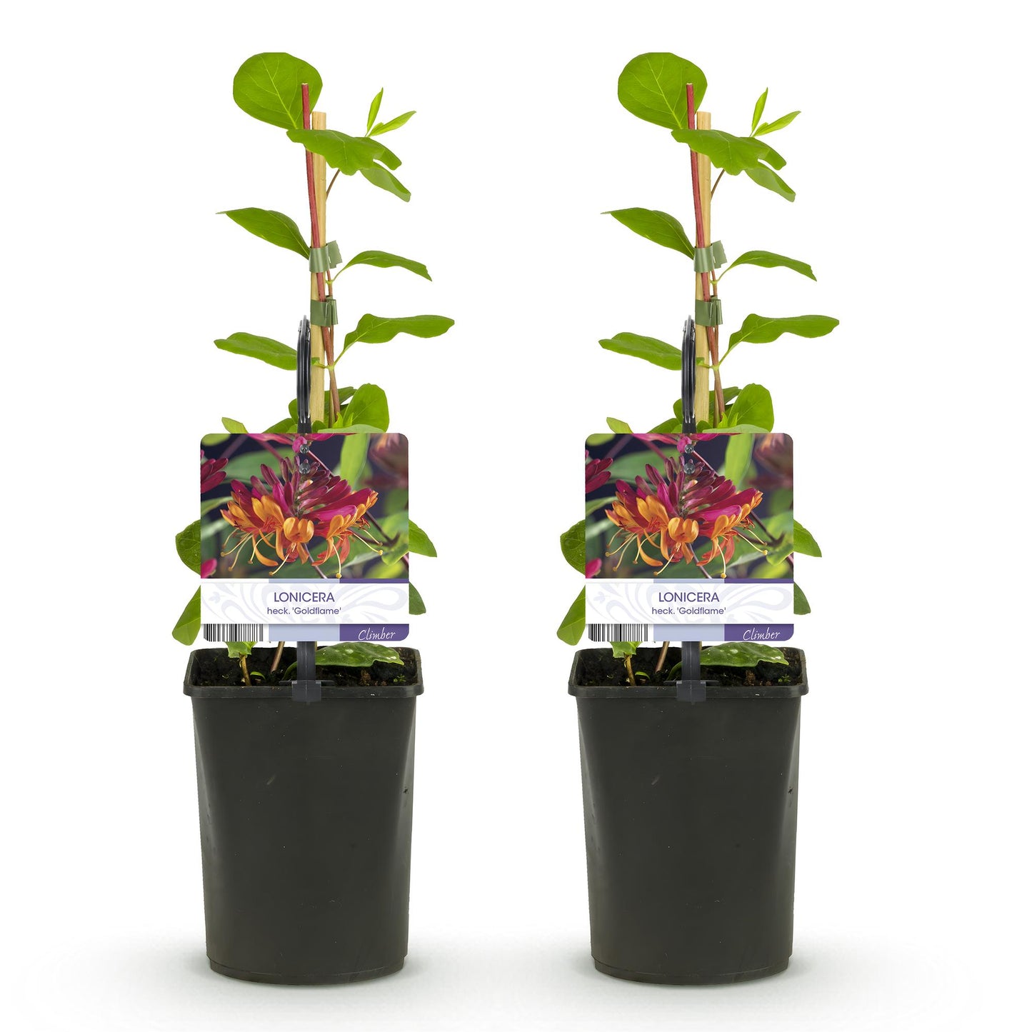 🌺 Lonicera heckrottii ‘Goldflame’ – Kamperfoelie (2 Stuks)