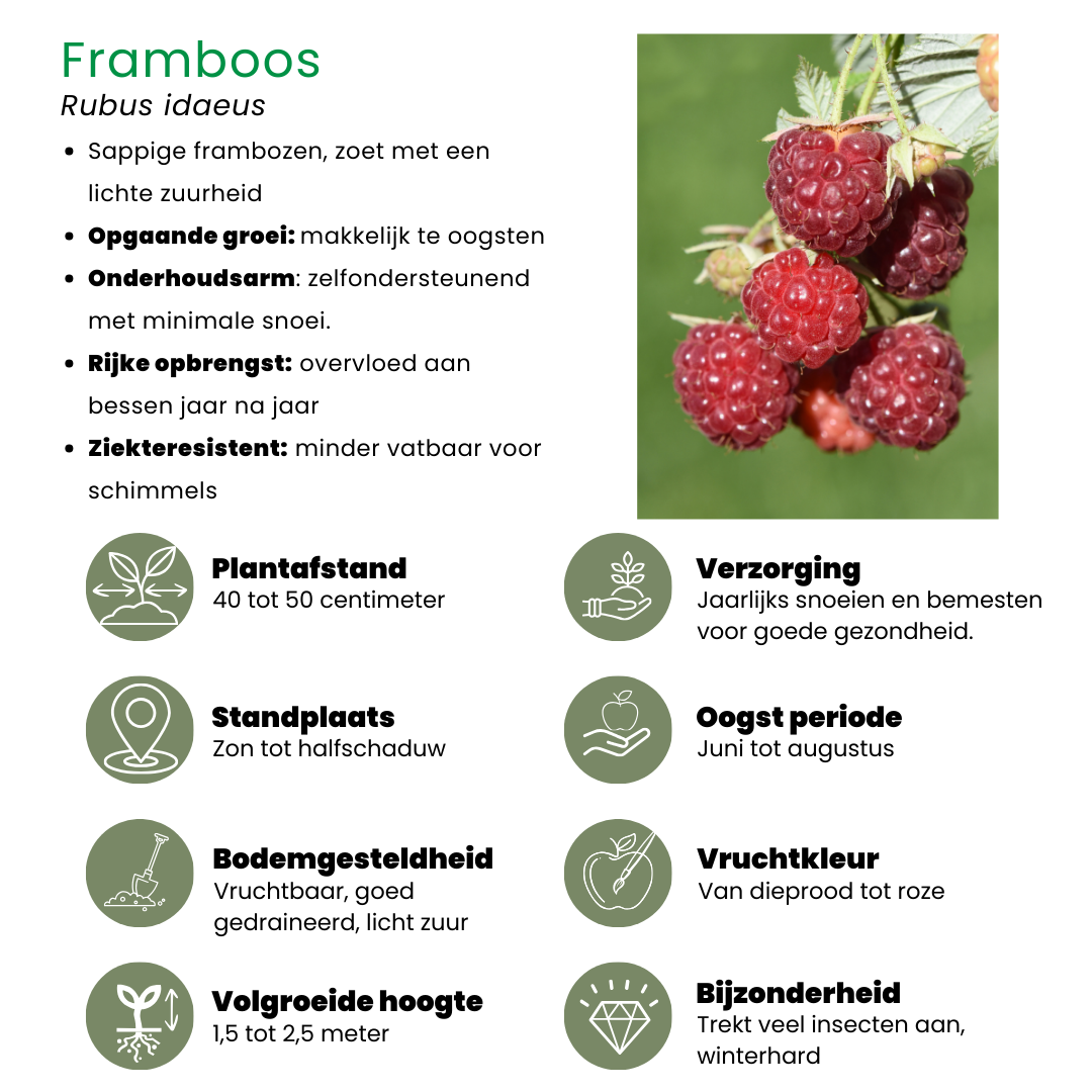 🍓 BIO Fruitplanten Mix ‘Zomervruchten’ (4 Stuks)