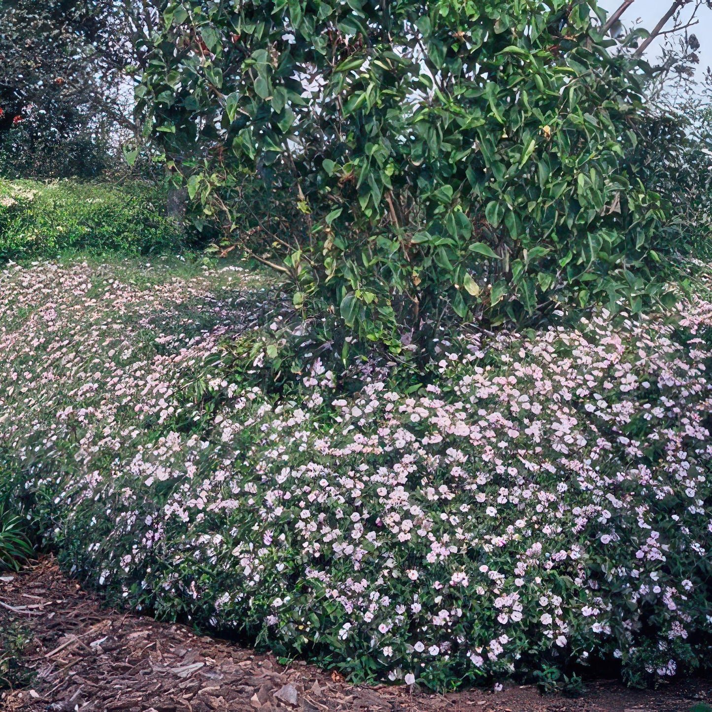 🌸 Aster ‘Asran’ – Winterharde Bloeiende Bodembedekker (24 stuks)