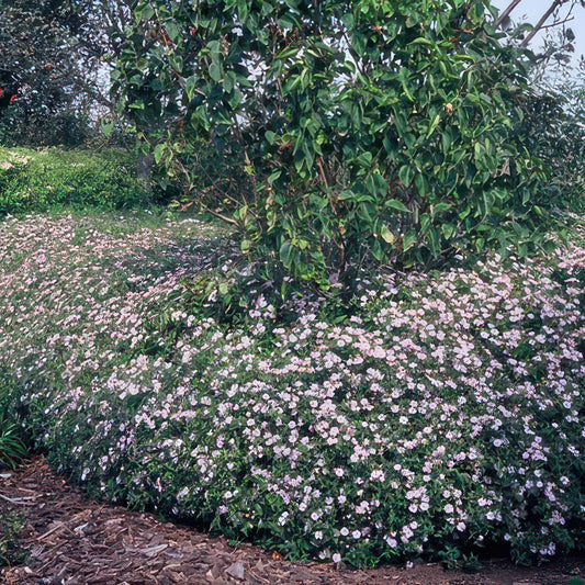 🌸 Aster ‘Asran’ – Winterharde Bloeiende Bodembedekker (24 stuks)