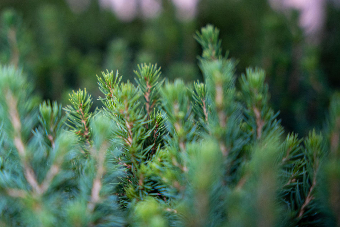 🌲 Picea glauca ‘Perfecta’ kopen | Compacte Dwergspar (6 Stuks)