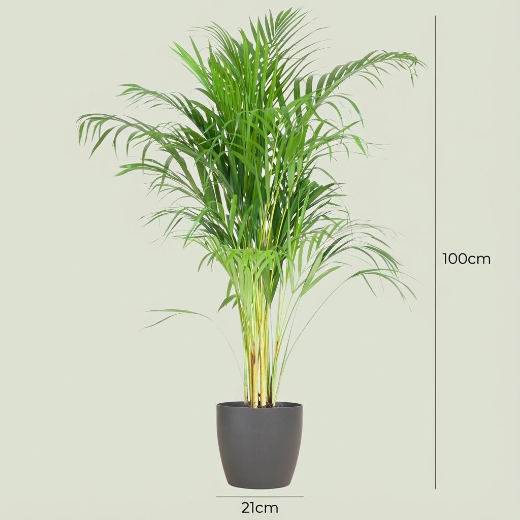 🌿 Areca Palm (Dypsis) | Tropische Kamerplant met Grijze Pot