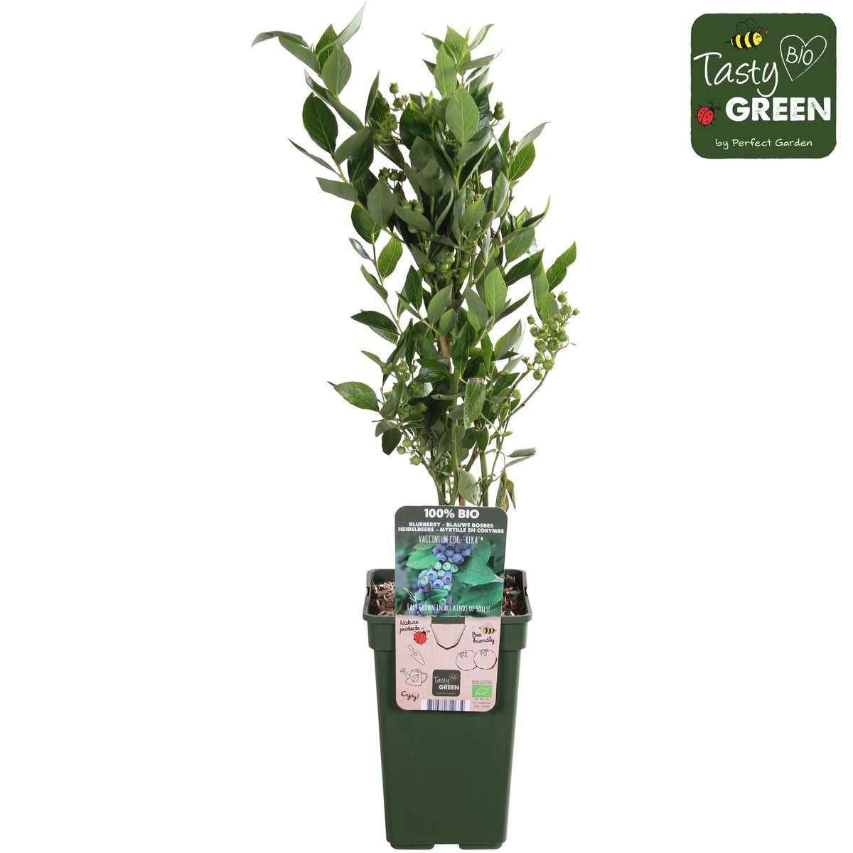 🫐 Vaccinium corymbosum ‘Reka’ – Blauwe Bes