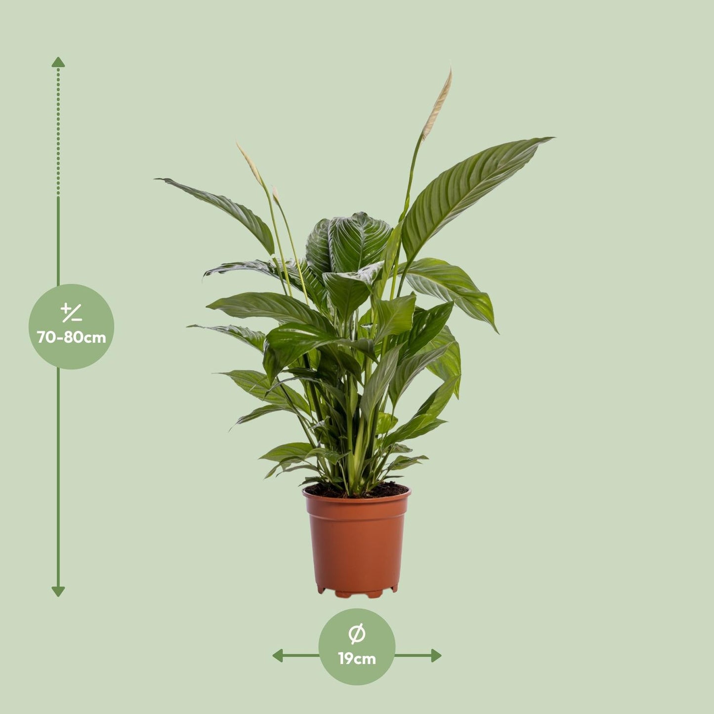 🌿 Spathiphyllum ‘Bingo Cupido’ Lepelplant