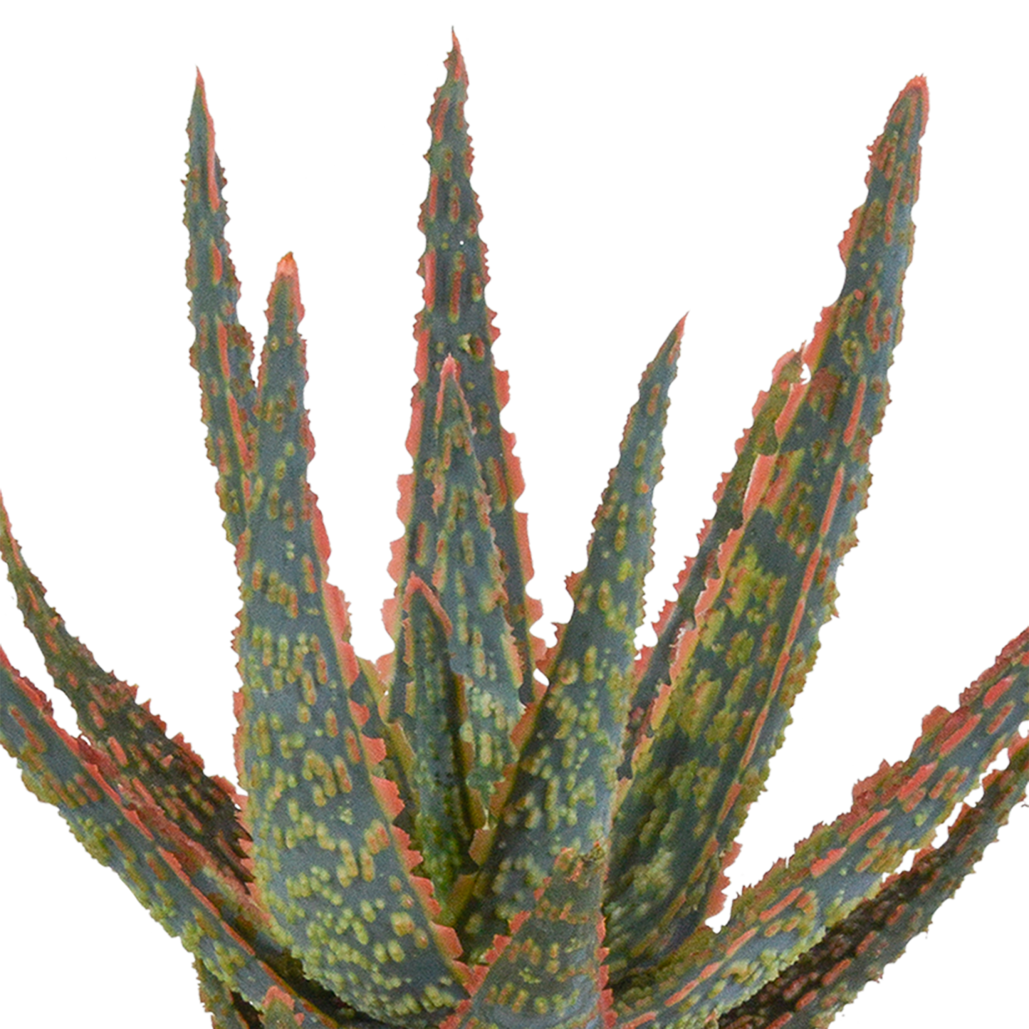 🌵 Aloë zebrina ‘Dannyz’ –  Witte pot