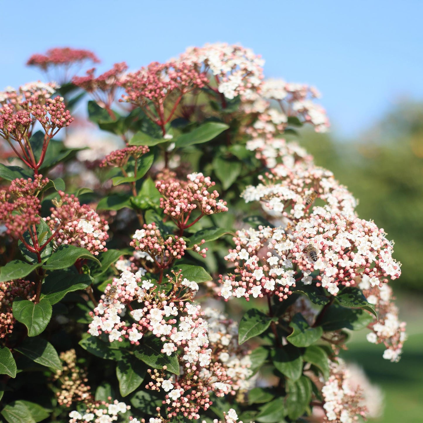 🌿 Viburnum tinus op Stam – Bladhoudende Terrasplant – Winterhard