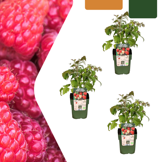 🍓 BIO Frambozen (3 Stuks)