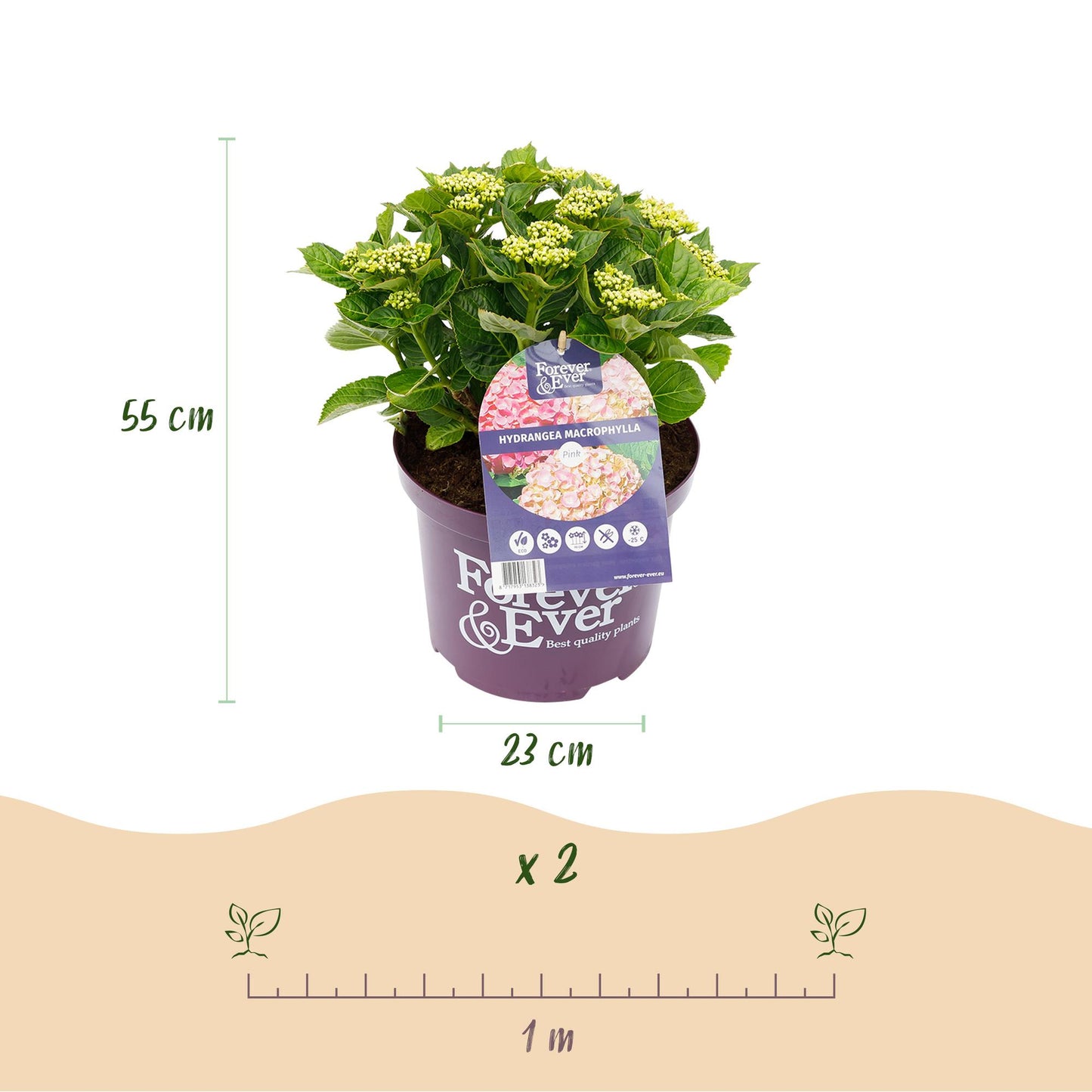 🌸 Hydrangea Forever & Ever Roze – Hortensia | (2 stuks)