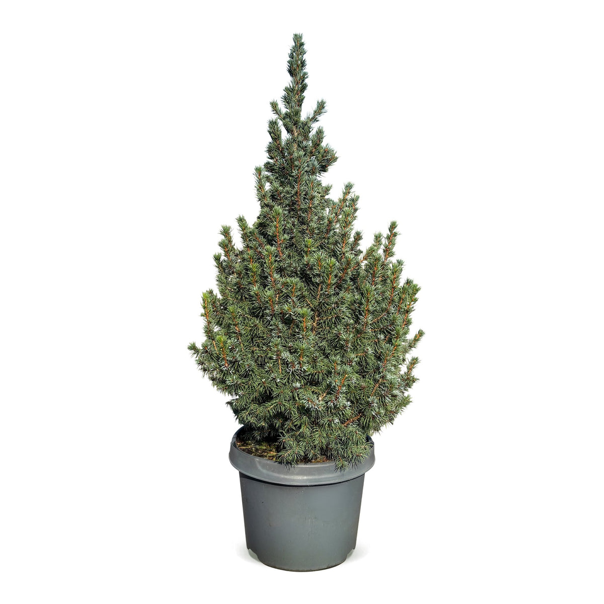 🎄 Picea glauca ‘Sander’s Blue’ – Blauwe kegelspar voor een sfeervolle kerst