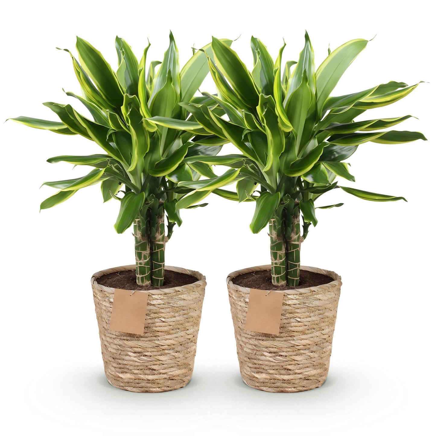 🌿 Dracaena ‘Golden Coast’ | Drakenbloedboom Set met Mand (2 Stuks)