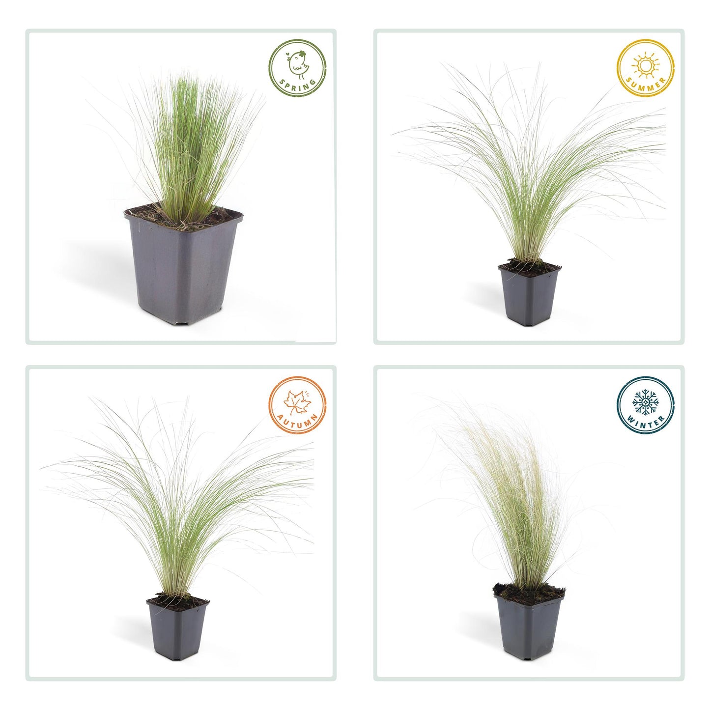🌾 Stipa tenuissima ‘Ponytails’ | Siergras (60 Stuks)