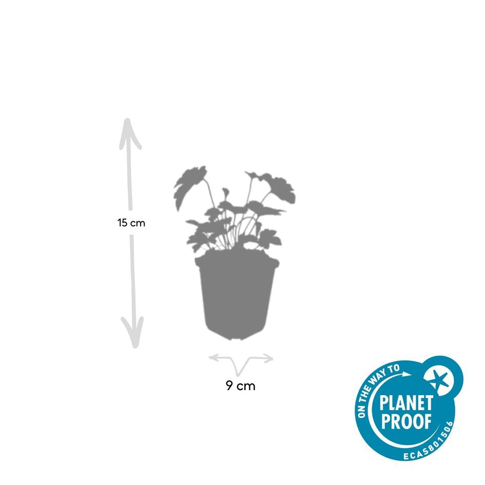 🌸 Anemone ‘Robustissima’ – Winterharde Bloeiende Bodembedekker (24 stuks)