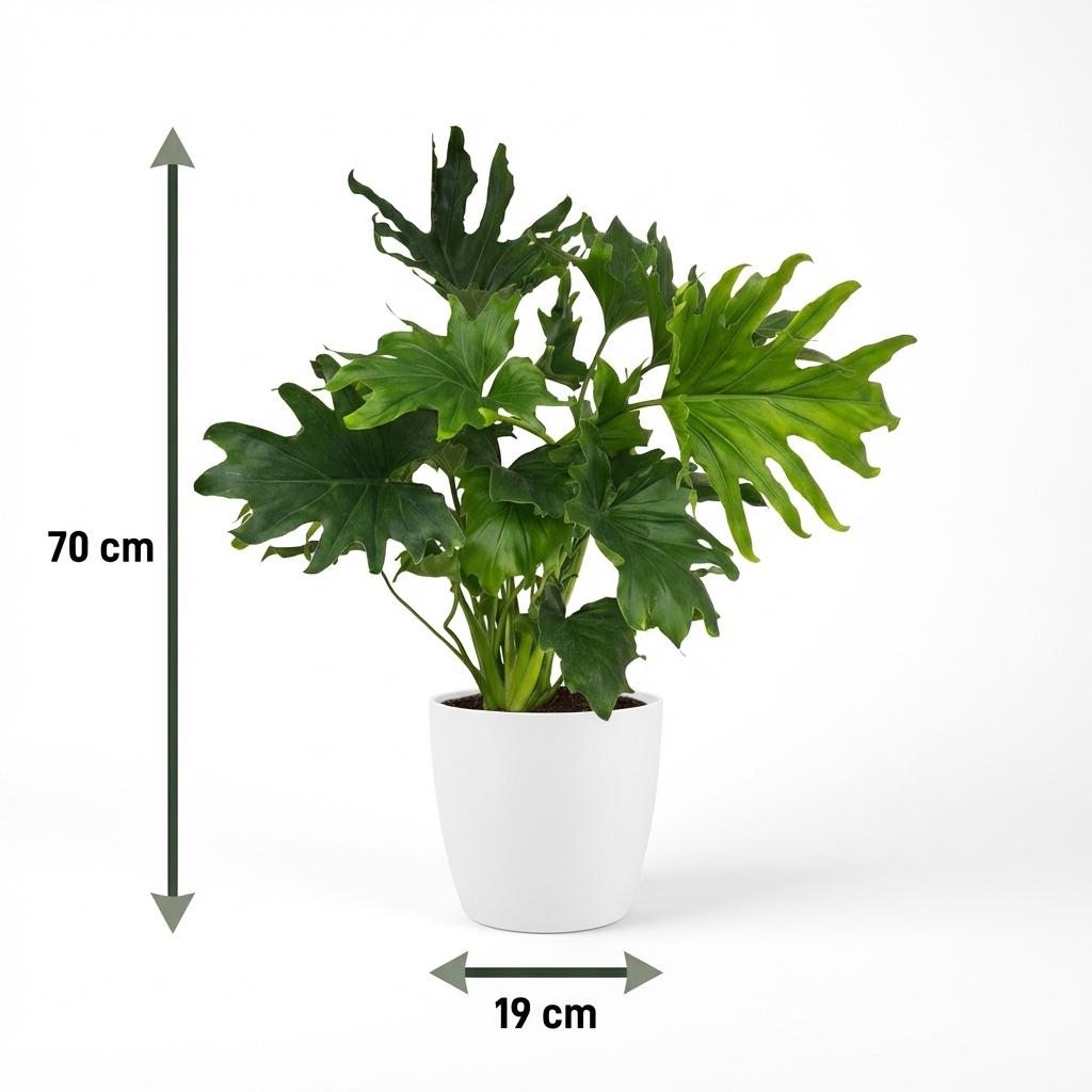 🌿 Philodendron ‘Lickety Split’ | Volle Kamerplant met Witte Pot