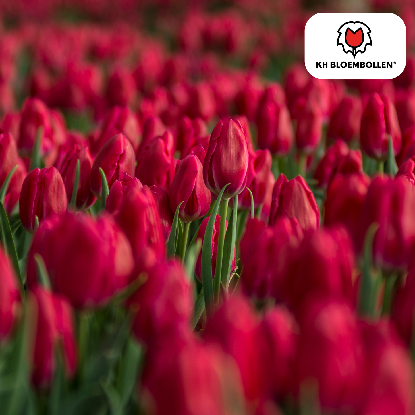 🌷 Tulpenbollen ‘Ile de France’ – Dieprode Tulp (20 Stuks)