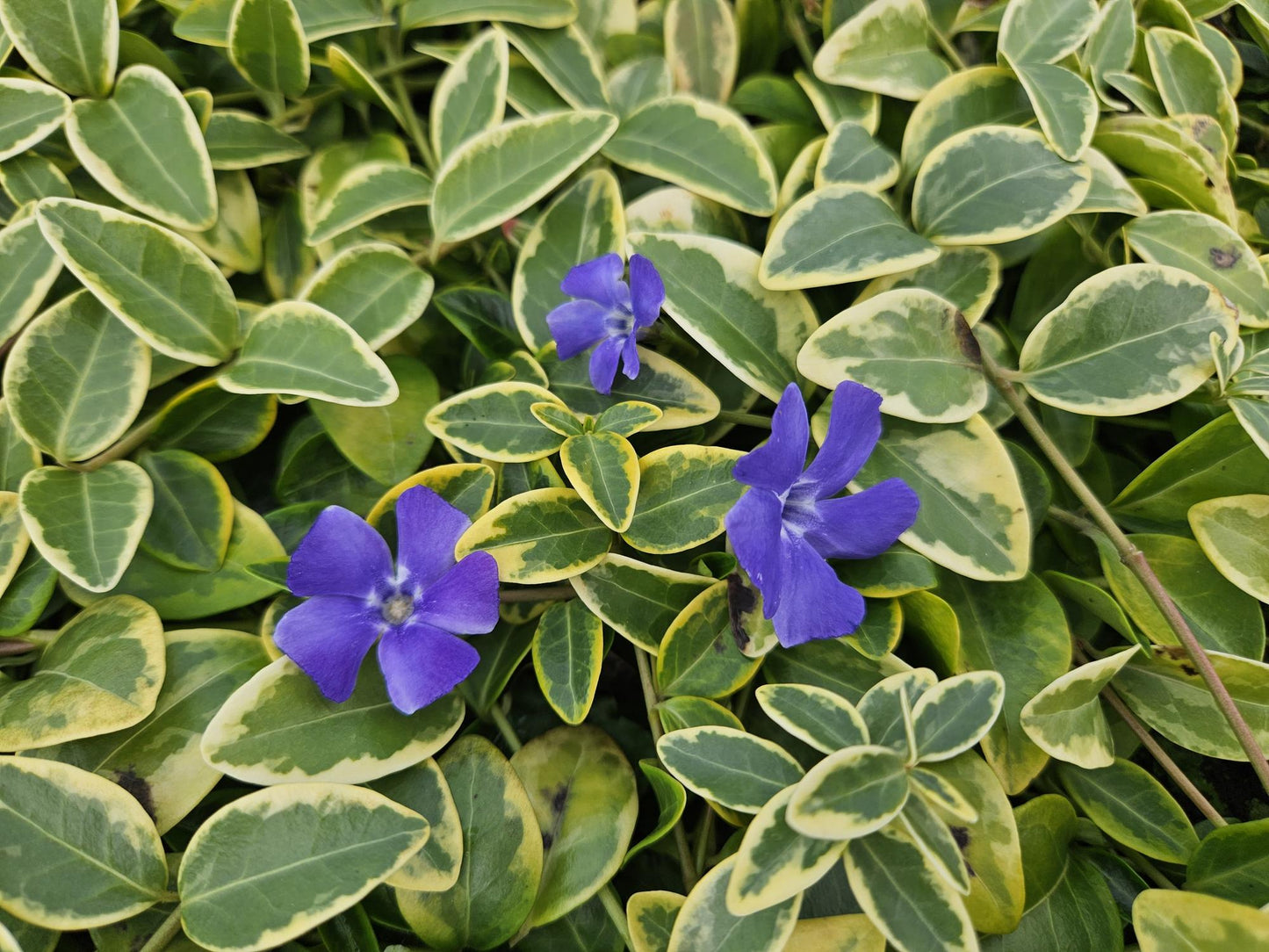 48x Vinca minor ‘Blue and Gold’ – Bodembedekker – ↕10-25 cm – Ø9 cm