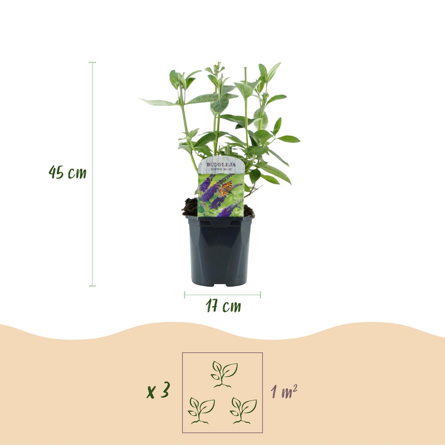 🦋 Buddleja davidii ‘Empire Blue’ – Blauwe Vlinderstruik | (3 stuks)