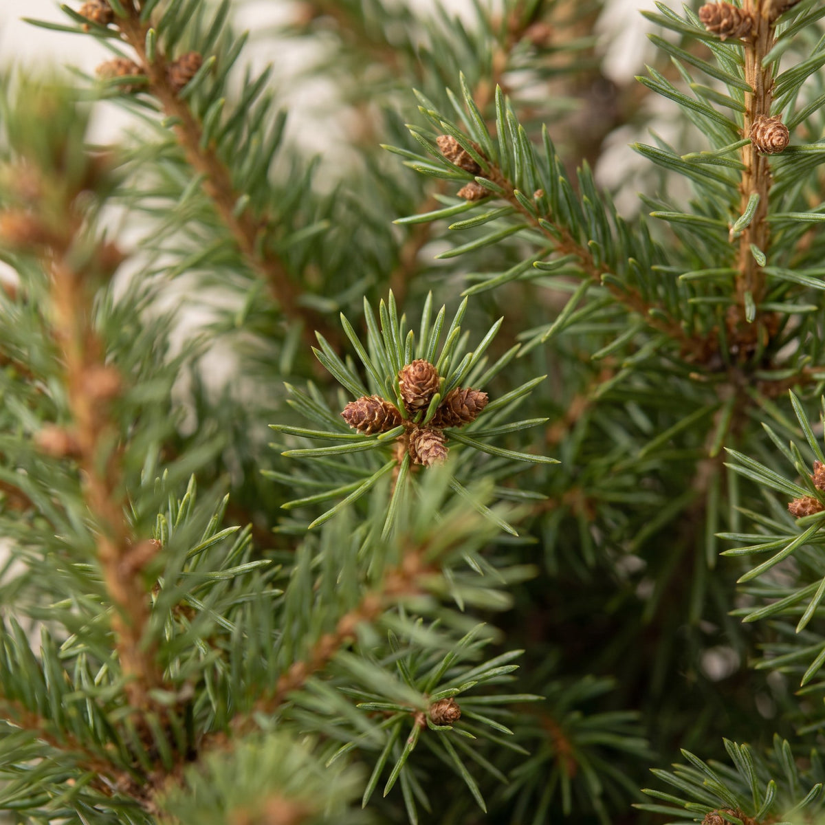 🎄 Picea glauca ‘Conica’ – Groene kegelspar voor een sfeervolle kerst