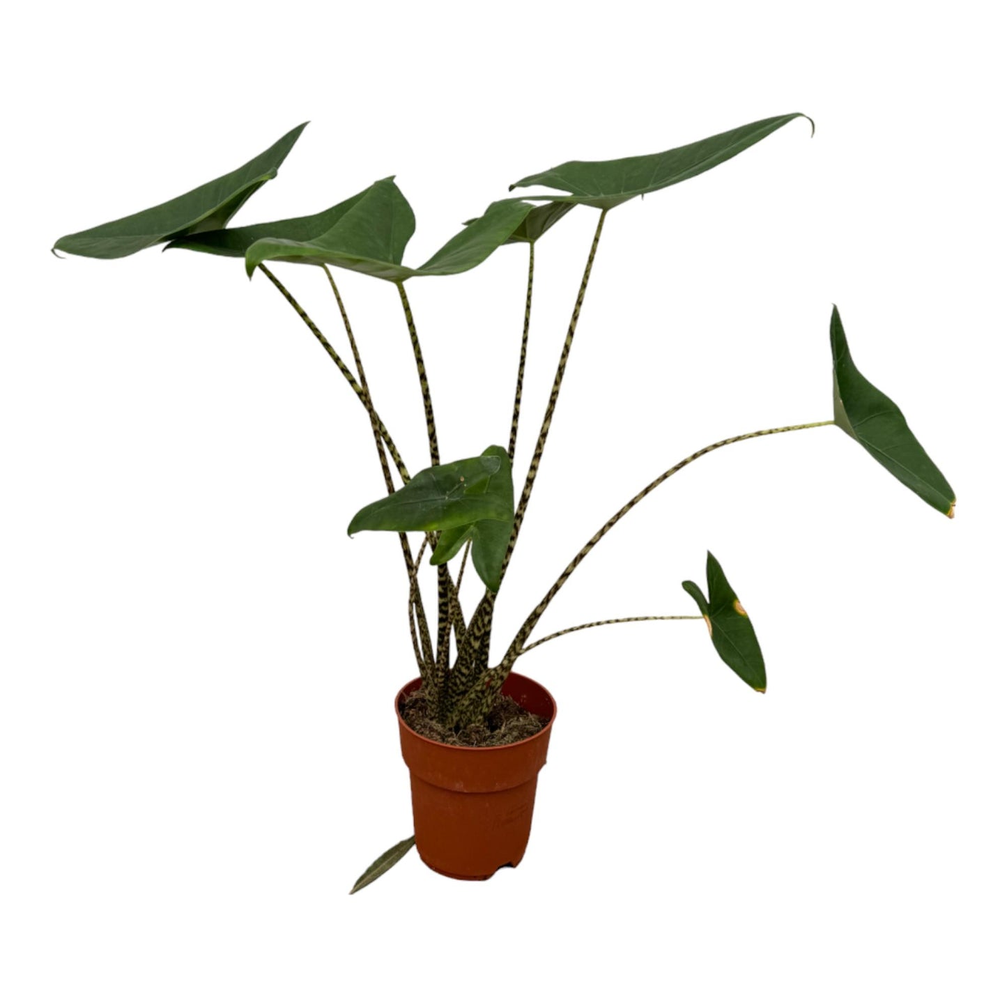🪴 Alocasia Zebrina – Olifantsoor