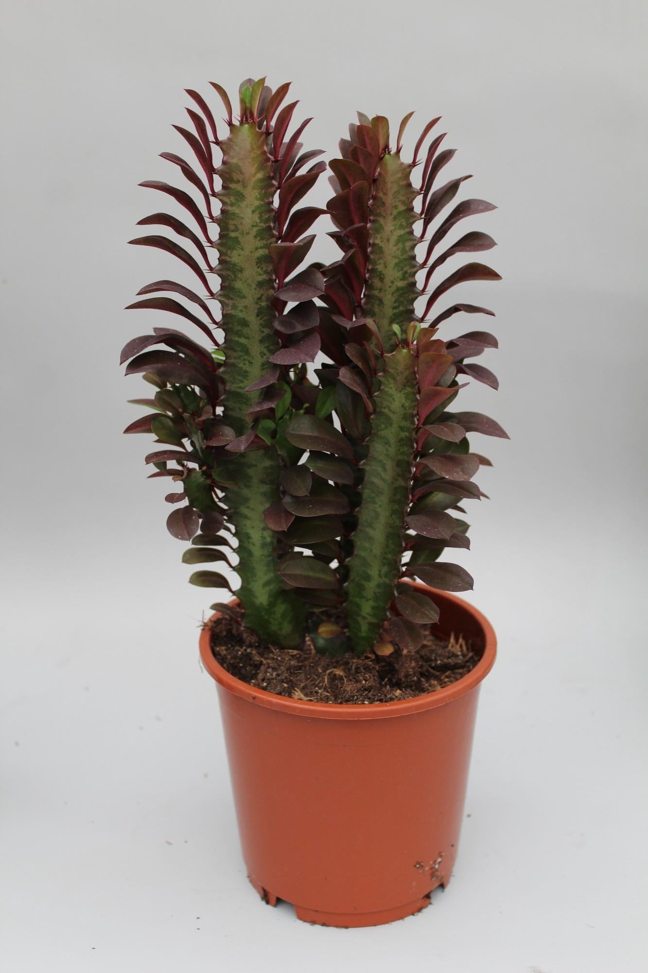🌵 Euphorbia Trigona ‘Rubra’ | Afrikaanse Melkboom