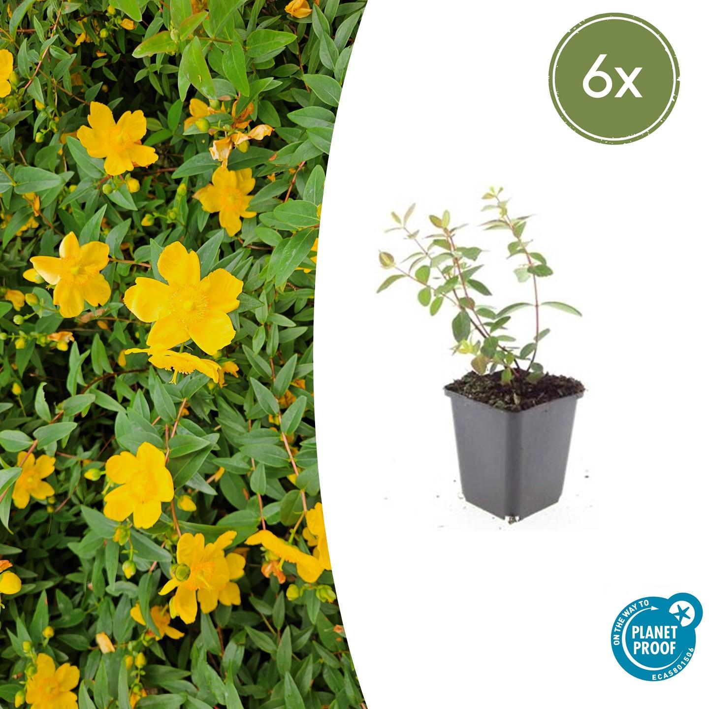 🌿 Hypericum dummeri ‘Peter Dummer’ – Winterharde Geelbloeiende Bodembedekker (6 stuks)