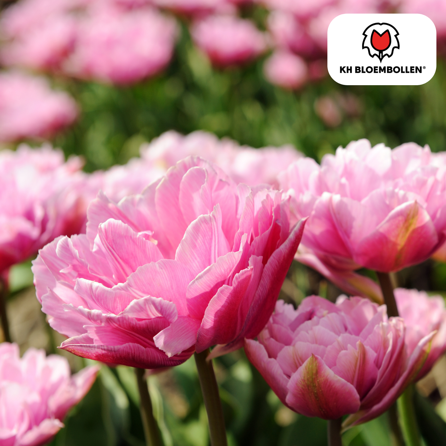 🌷 Tulpenbollen ‘Columbus’ – Roze-Witte Dubbelbloemige Pioentulp (20 Stuks)