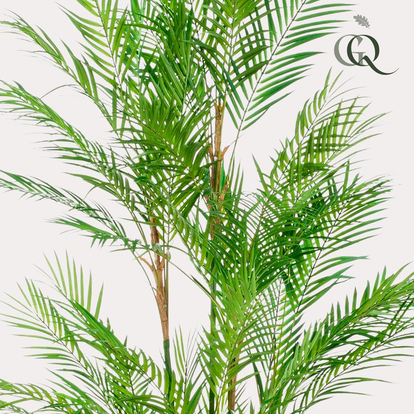 🌴 Kunstplant Chamaedorea Elegans – Bergpalm | Luxe Tropische Kunstplant