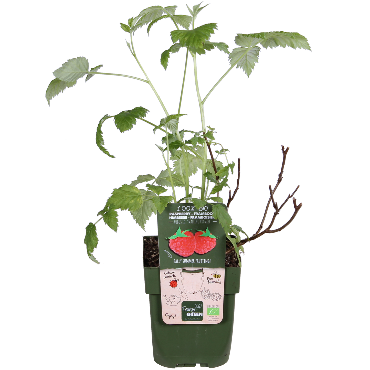 🍓 Rubus idaeus ‘Malling Promise’ – Framboos (BIO)