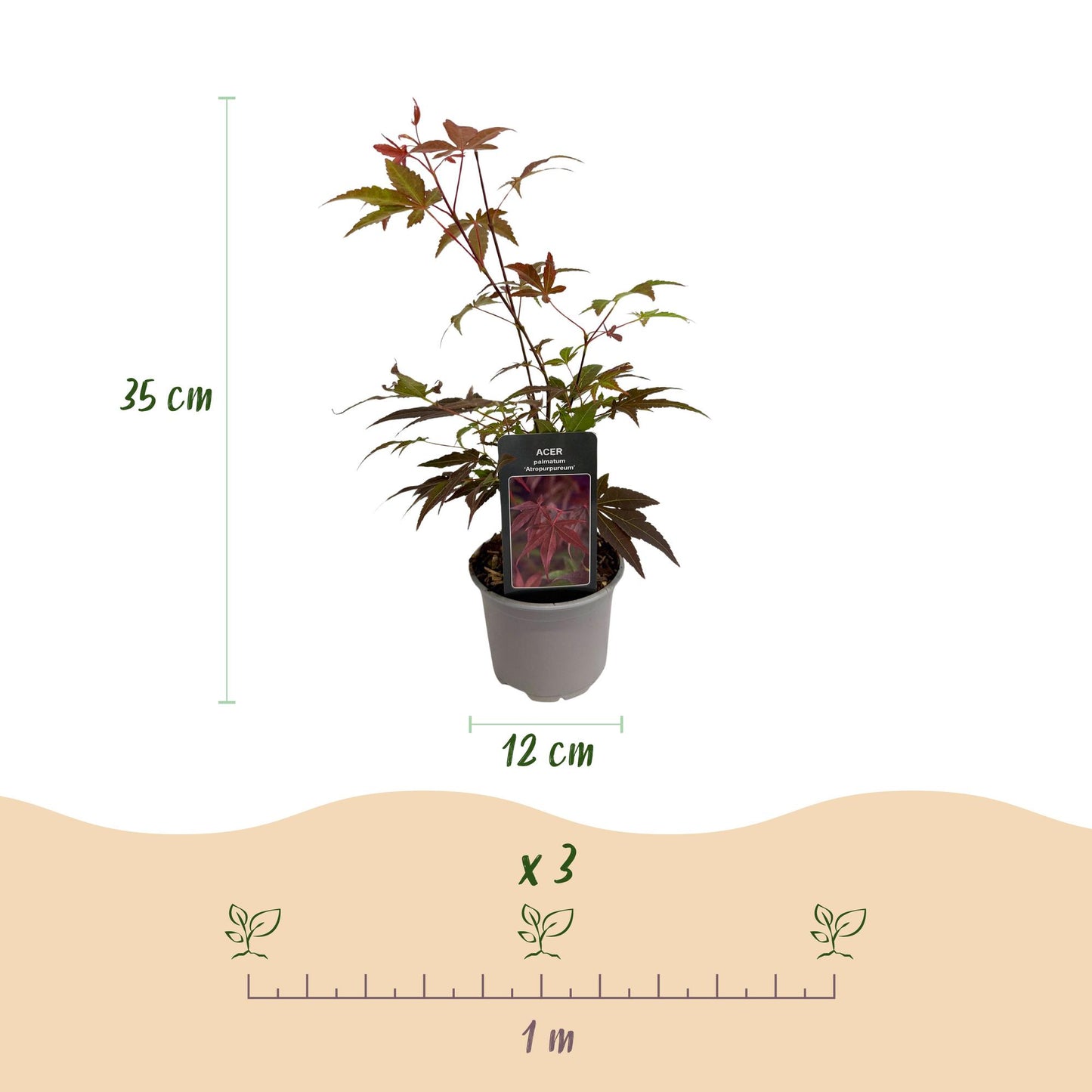 🍁 Acer palmatum ‘Atropurpureum’ – Paarse Japanse Esdoorn | (3 stuks)
