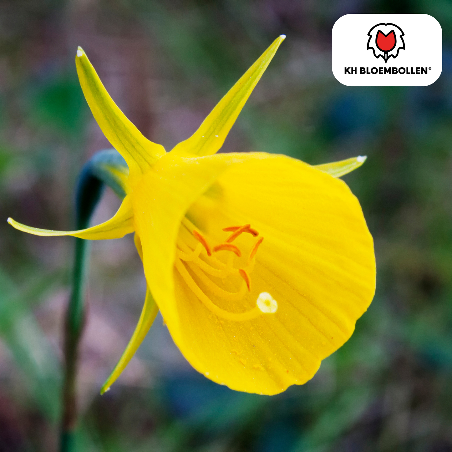 🌼  Narcis ‘Golden Bells’  Stralende Lentefavoriet (25 stuks)