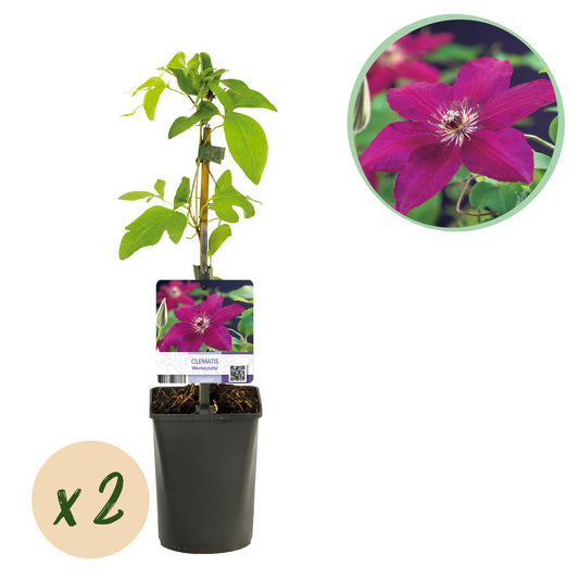 ❤️ Clematis ‘Westerplatte’ – Klimplant (2 Stuks)