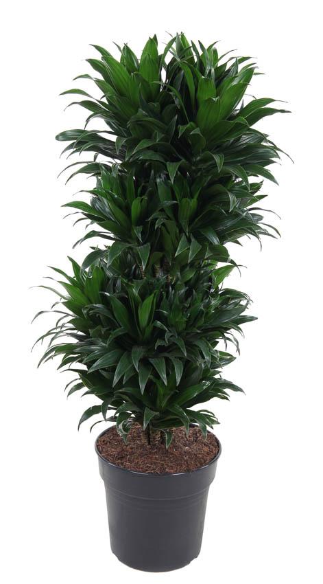 🌿 Dracaena Compacta Vertakt | Luxe Luchtzuiverende Kamerplant