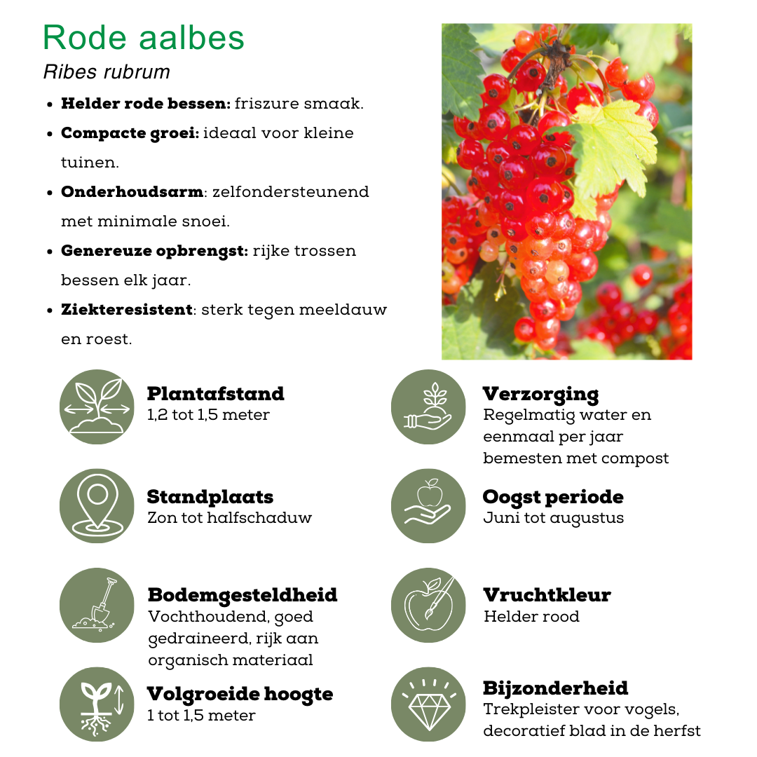 🍇 BIO Fruitplanten Mix (4 Stuks)