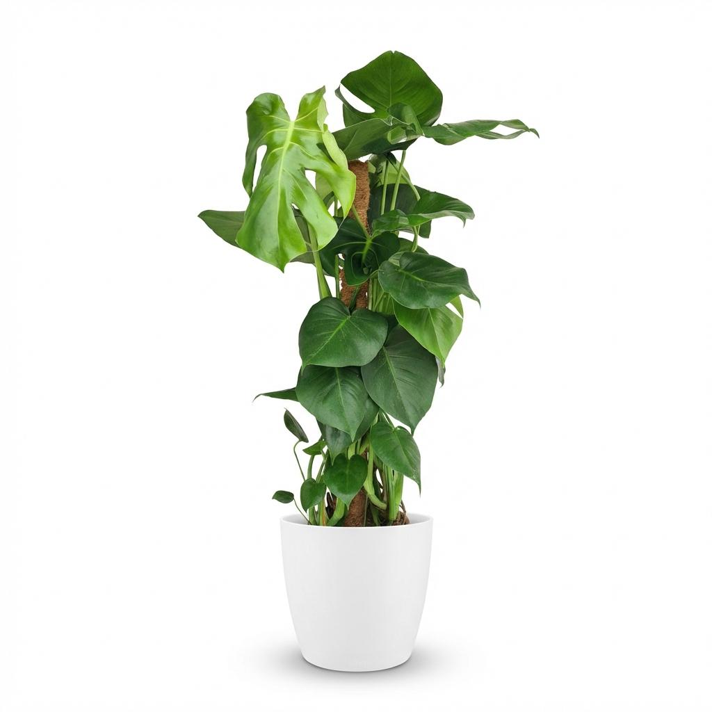 🌿 Monstera deliciosa – Gatenplant