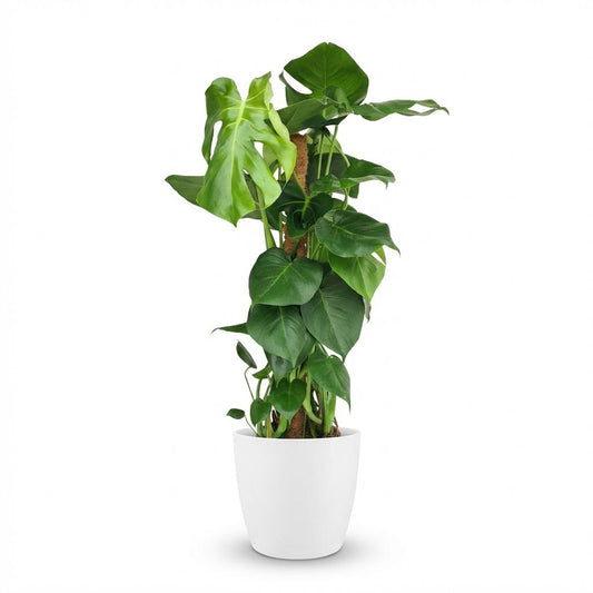 🌿 Monstera deliciosa – Gatenplant