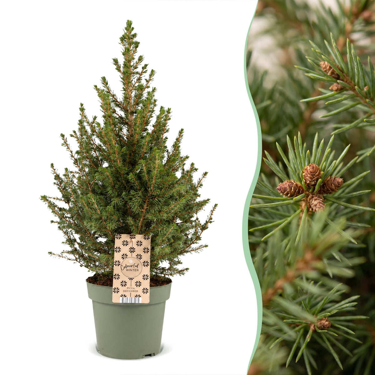 🎄 Picea glauca ‘Conica’ – Groene kegelspar voor een sfeervolle kerst