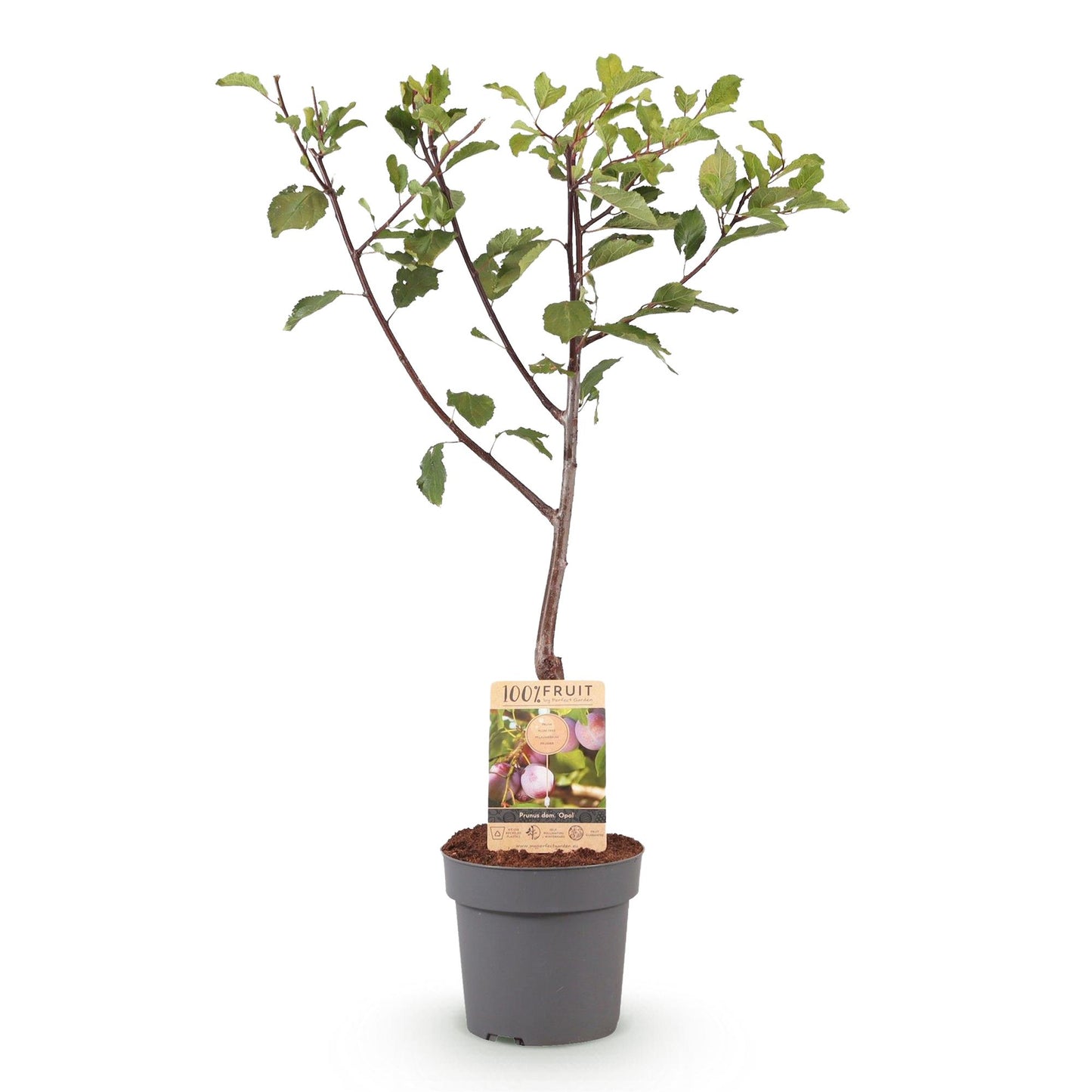 🍑 Prunus domestica ‘Opal’ – Pruimenboom