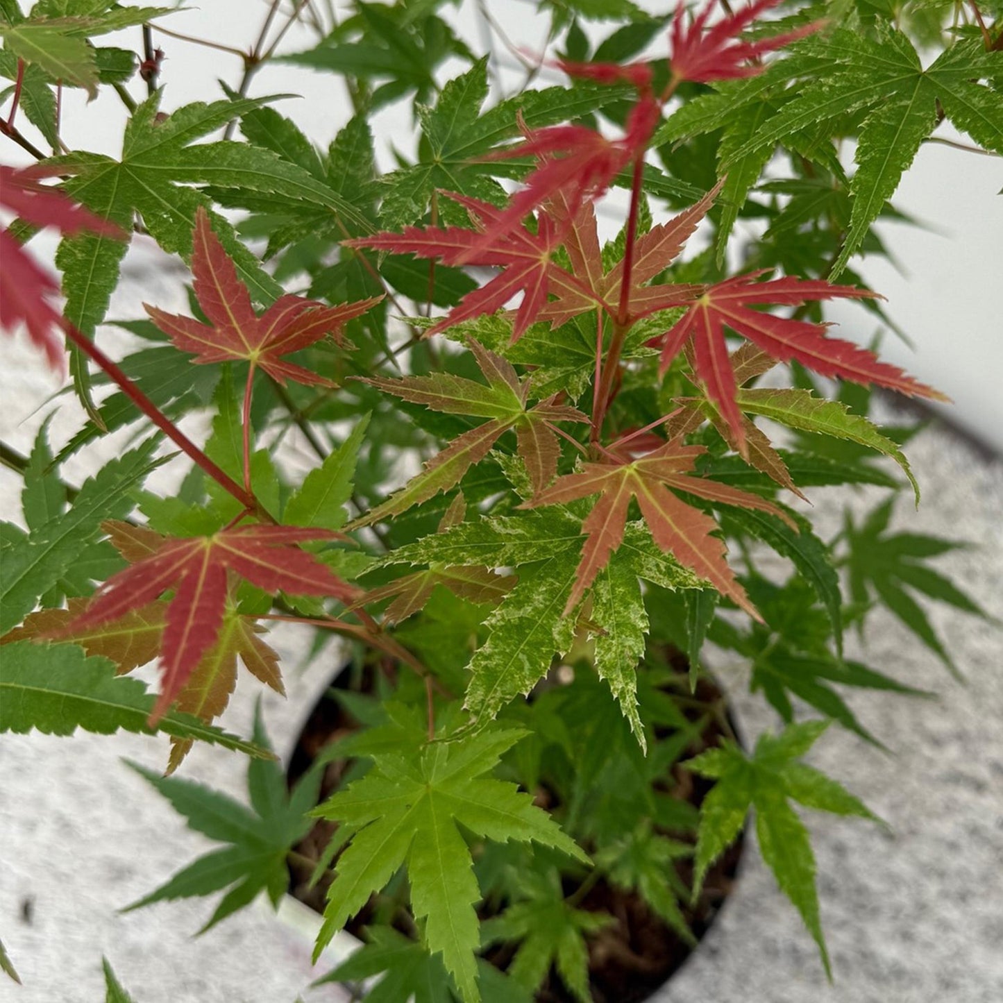 🍁 Acer palmatum ‘Phoenix’ – Japanse Esdoorn Roze (2 stuks-XL)