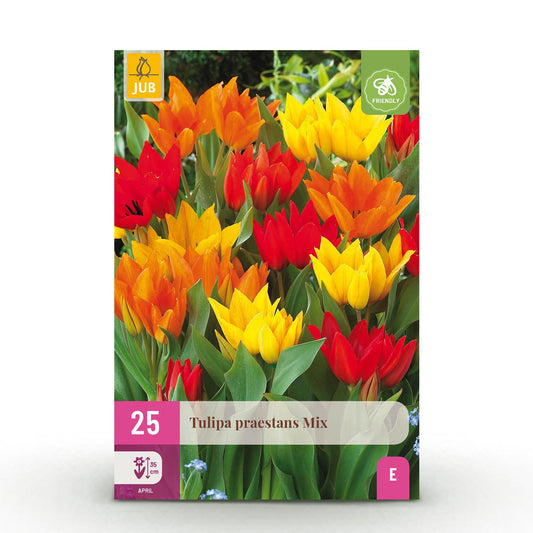 🌷✨ Tulp Praestans Mix – Vroege Dwergtulp | Diversen Kleuren (25 stuks)