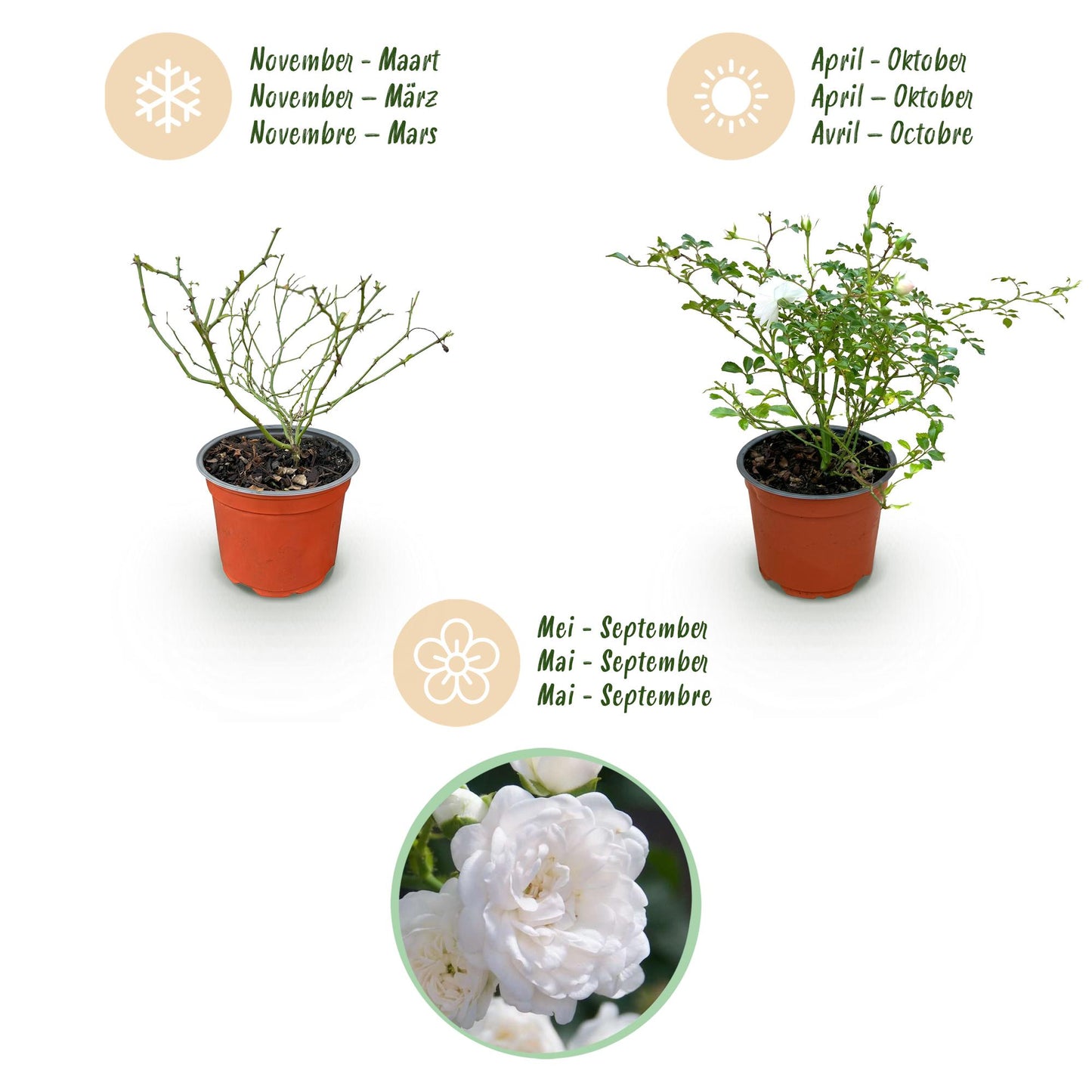 🤍 Rosa 'White Fairy' | Compacte Witte Rozen voor Tuin & Balkon (3 stuks)