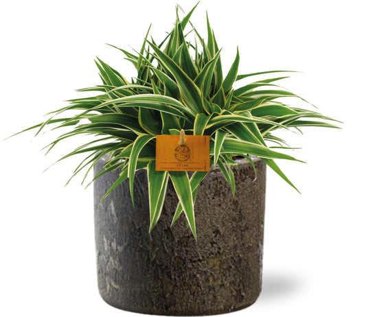 🌿 Chlorophytum Ocean – Ø15 cm – ↕25 cm + Maas Pot D16x14 cm – Bruin
