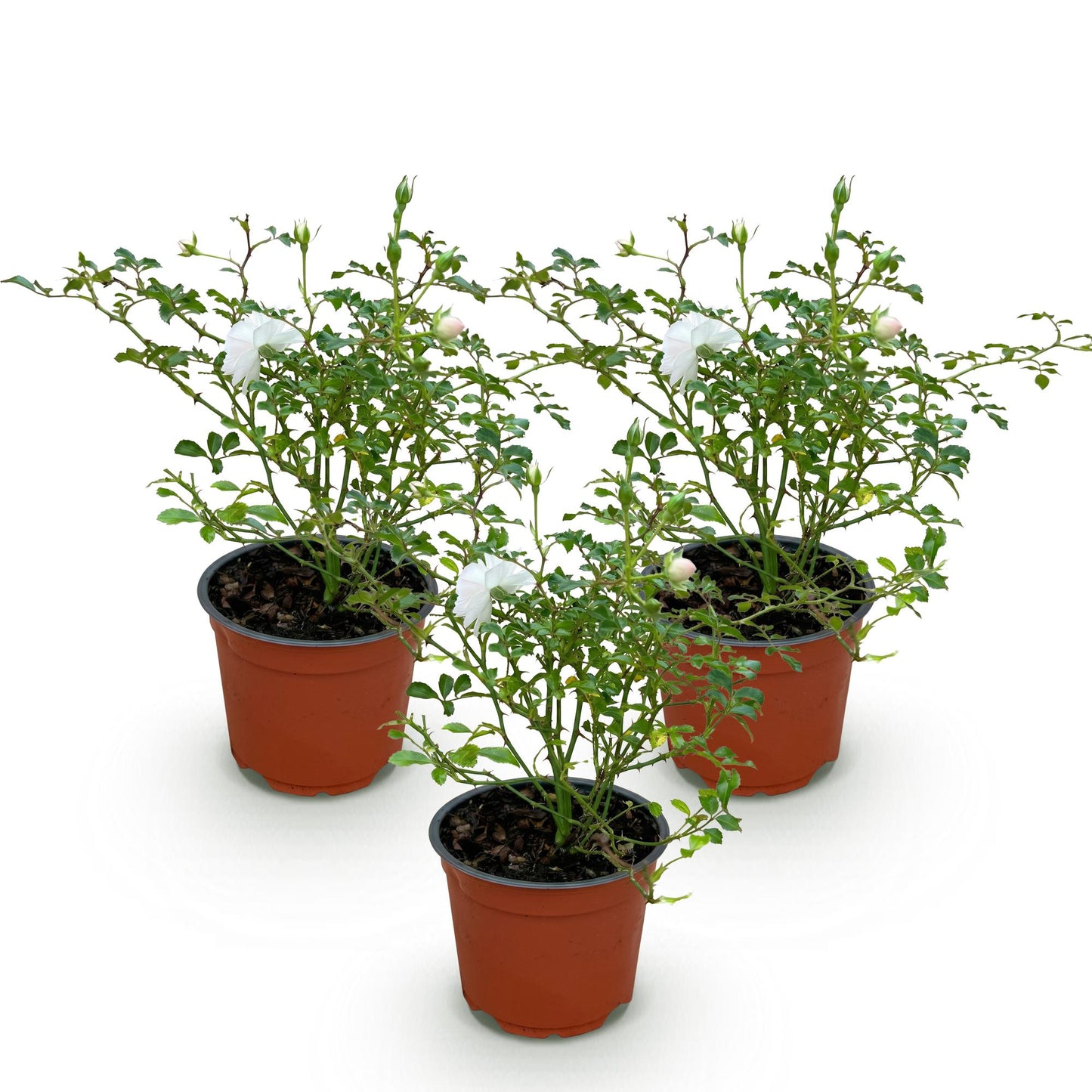 🤍 Rosa 'White Fairy' | Compacte Witte Rozen voor Tuin & Balkon (3 stuks)