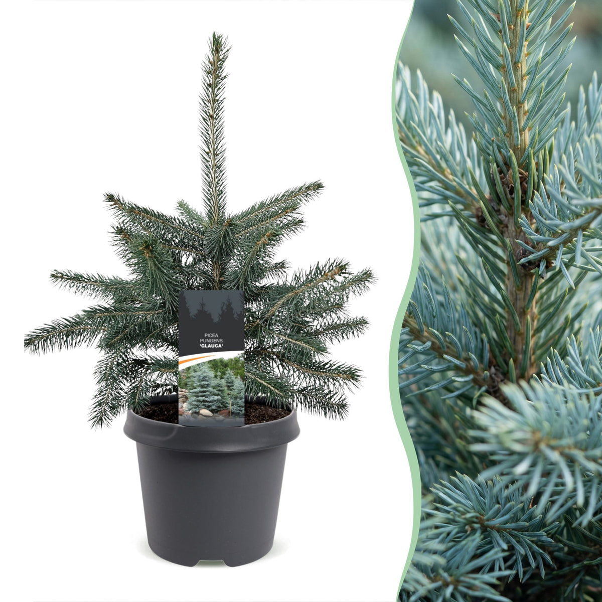 🎄 Picea pungens ‘Glauca’ – Blauwe spar voor een sfeervolle kerst
