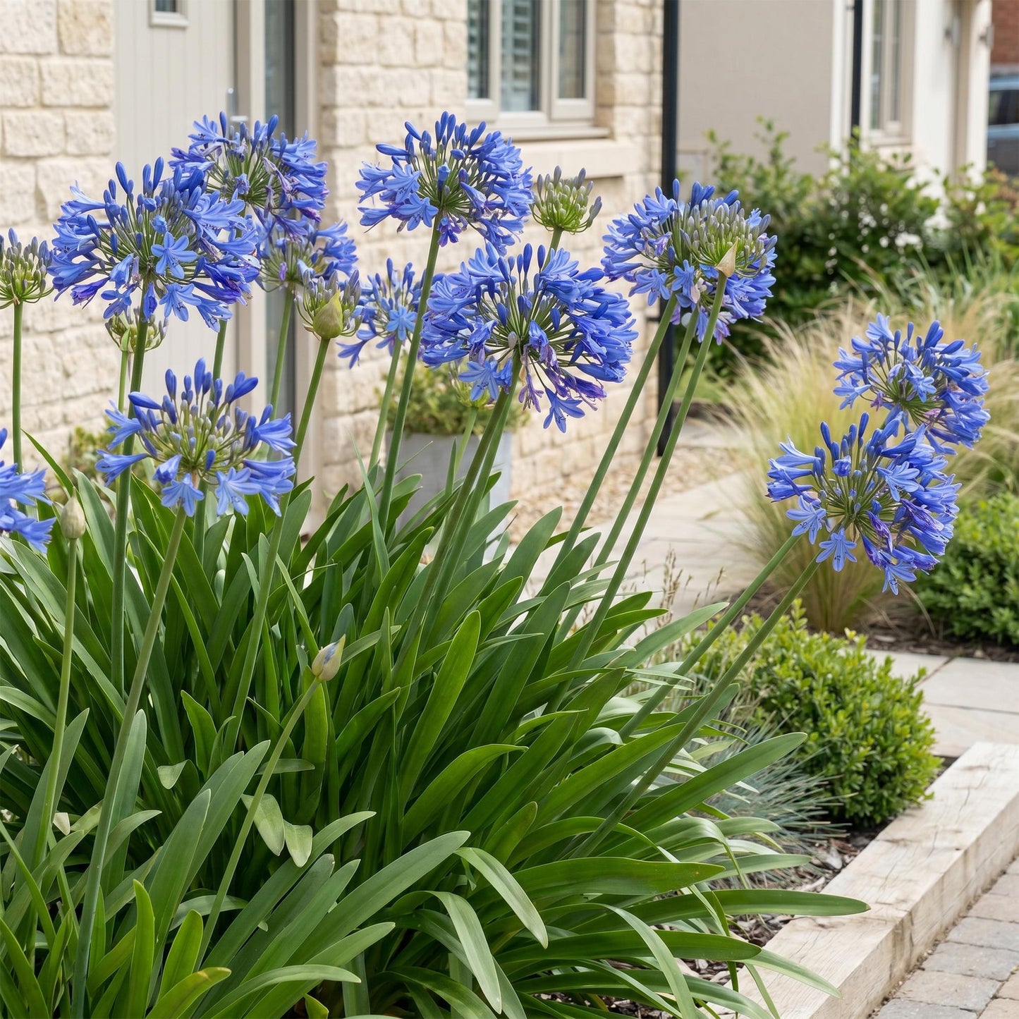 🌿 Agapanthus africanus – Blauwe Afrikaanse Lelie | 3 stuks