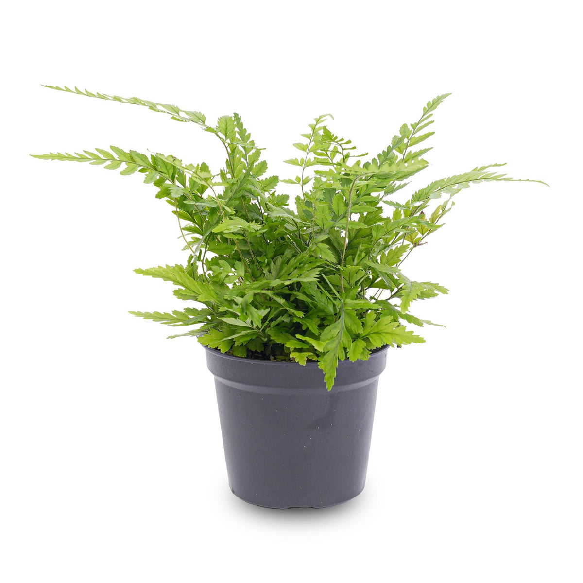 🌿 Athyrium spicatum – Varen
